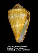 Conus mercator (f) lamarckii